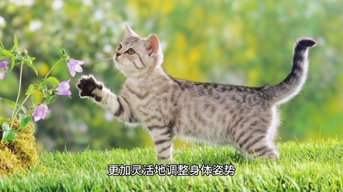 貓咪最新破解，探索貓咪世界的奧秘與魅力